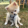 puppy, dog, fluffy, grass, outdoor, harness, wooden_chair, table, curious, sitting, pet, young_dog, nature, animal, daylight, cute, small_dog, fur, ears, garden