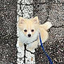 adorable, animal, asphalt, canine, curious, cute, dog, fluffy, furry, leash, outdoor, pavement, pet, puppy, road, small_dog, street, walking, white_line, young
