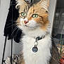 cat, calico, green_eyes, collar, indoor, pet_food, kibble, feline, whiskers, fur, domestic_cat, animal, cute, alert, seated, household, plant, shoes, bowl, curious