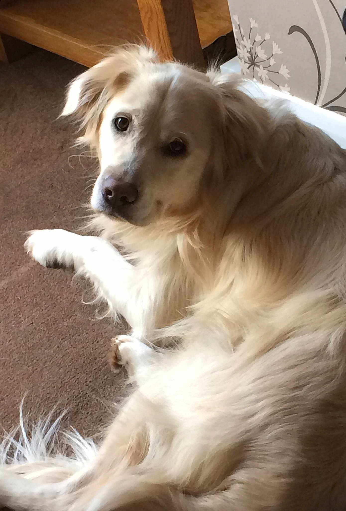 Sammy