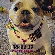 Sassyfrass is registered to the contest to win money with this photo: bulldog, dog, pet, beads, necklace, party, indoor, carpet, smiling, closeup, tongue, cute, animal, dog_toe, decorations, fun, celebration, accessories, happy, playful