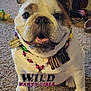 bulldog, dog, pet, beads, necklace, party, indoor, carpet, smiling, closeup, tongue, cute, animal, dog_toe, decorations, fun, celebration, accessories, happy, playful