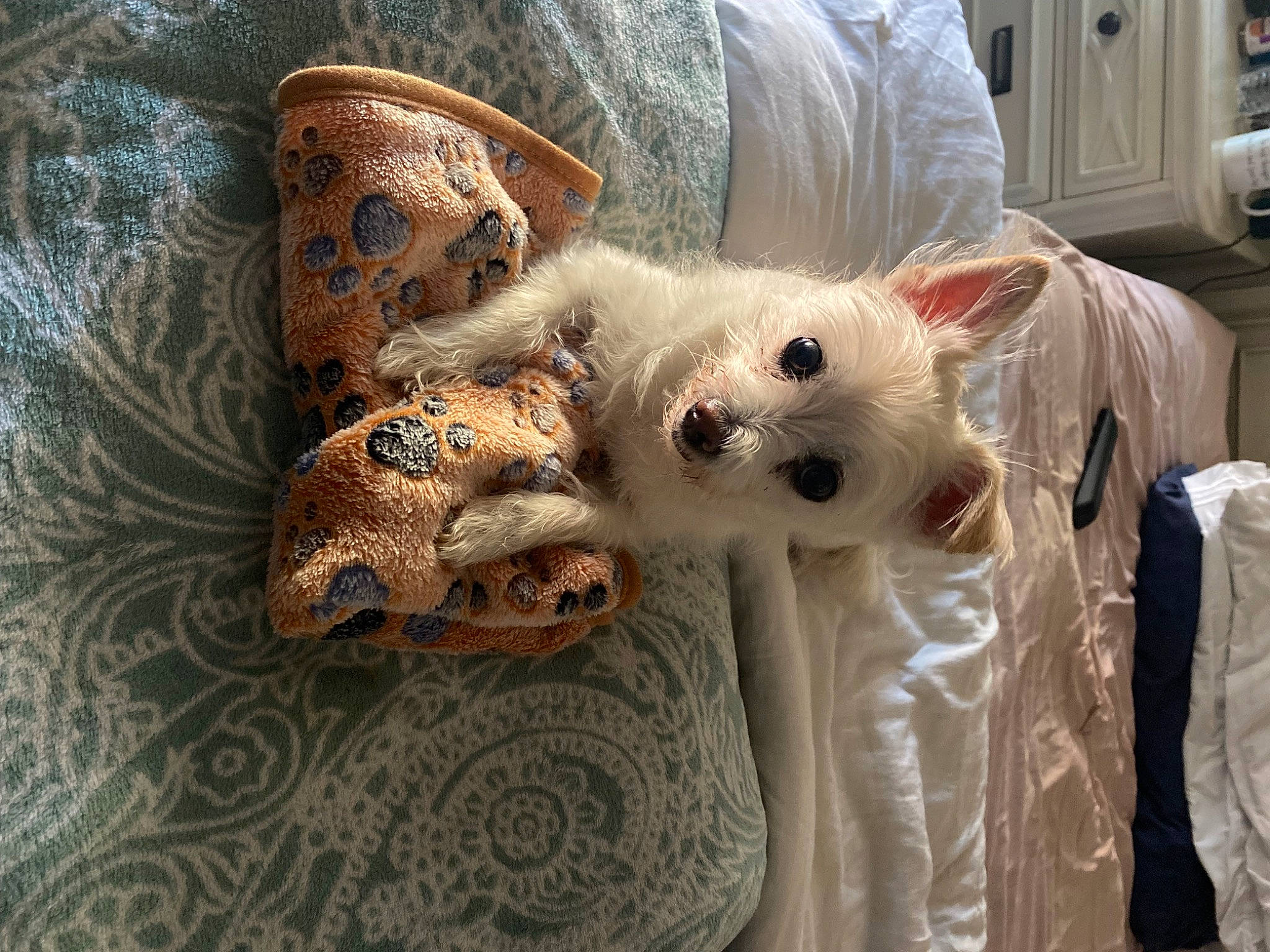 Maxine joined the competition — help win amazing prizes! canidae, carnivore, cat, claw, comfort, costume_hat, domestic_short_haired_cat, fashion_accessory, fawn, felidae, fur, linens, pattern, paw, small_to_medium_sized_cats, tail, thread, whiskers, wool, woven_fabric