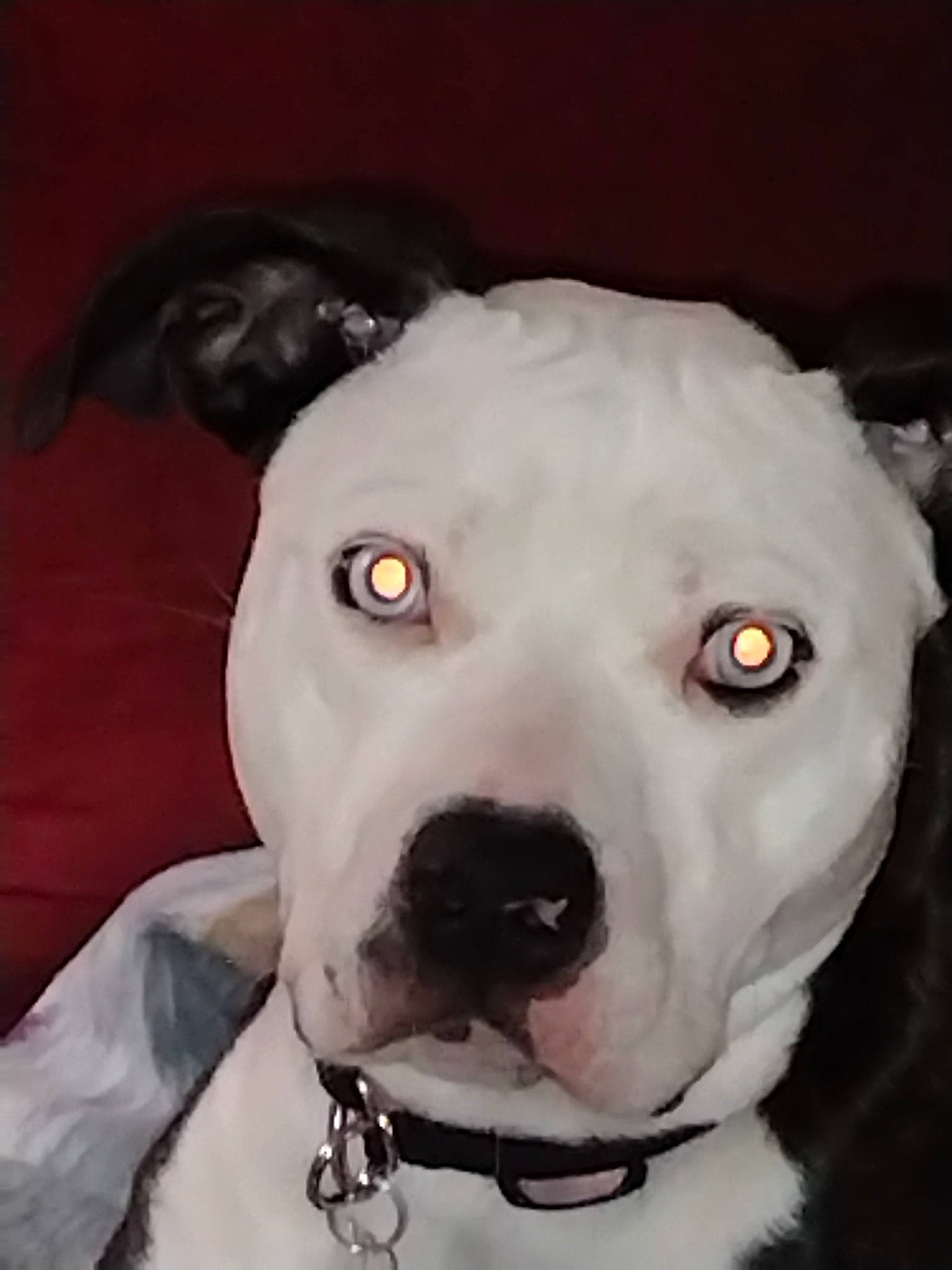 Mimi is registered to the contest to win money with this photo: canidae, carnivore, collar, companion_dog, dog, dog_breed, dog_collar, ear, eye, fawn, fur, head, monochrome_photography, no_expression, non_sporting_group, pet_supply, snout, sporting_group, whiskers, working_animal