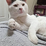 Opie Taylor joined the competition — help win amazing prizes! animal, bed, black_markings, blanket, cat, cozy, curious, domestic_cat, ears, feline, furniture, home, indoor, lying_down, paw, pet, relaxed, television, whiskers, white_cat