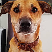 Skayla a rejoint le concours — aidez-le/la à gagner de superbes lots ! dog, close_up, portrait, brown_fur, collar, pet, animal, indoor, whiskers, ears, snout, fur, leather_collar, looking_at_camera, domestic_animal, canine, muzzle, expression, background_blur, house