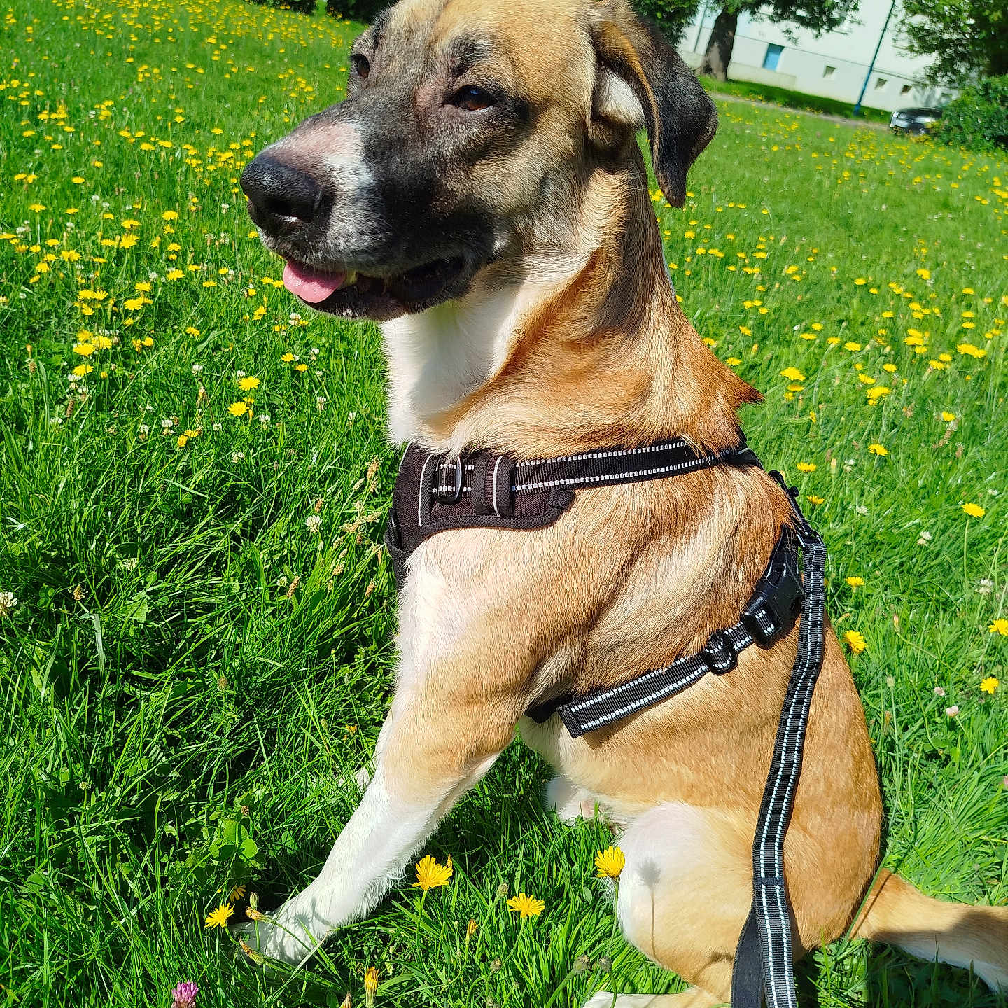 Youki a rejoint le concours — aidez-le/la à gagner de superbes lots ! animal, canine, closeup, daylight, dog, field, flowers, grass, greenery, happy, harness, leash, nature, outdoor, pet, sitting, summer, sunlight, tongue_out, yellow_flowers