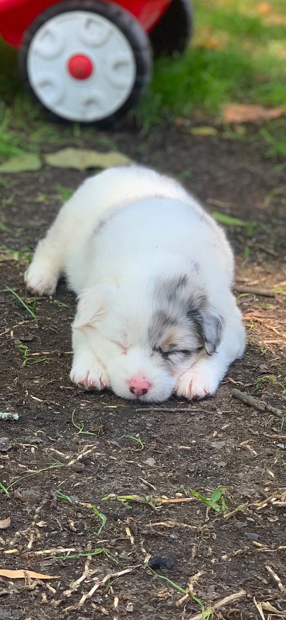 Gracie Lou is registered to the contest to win money with this photo: australian_shepherd, canidae, carnivore, dog, dog_breed, mammal, miniature_australian_shepherd, puppy, tornjak, vertebrate
