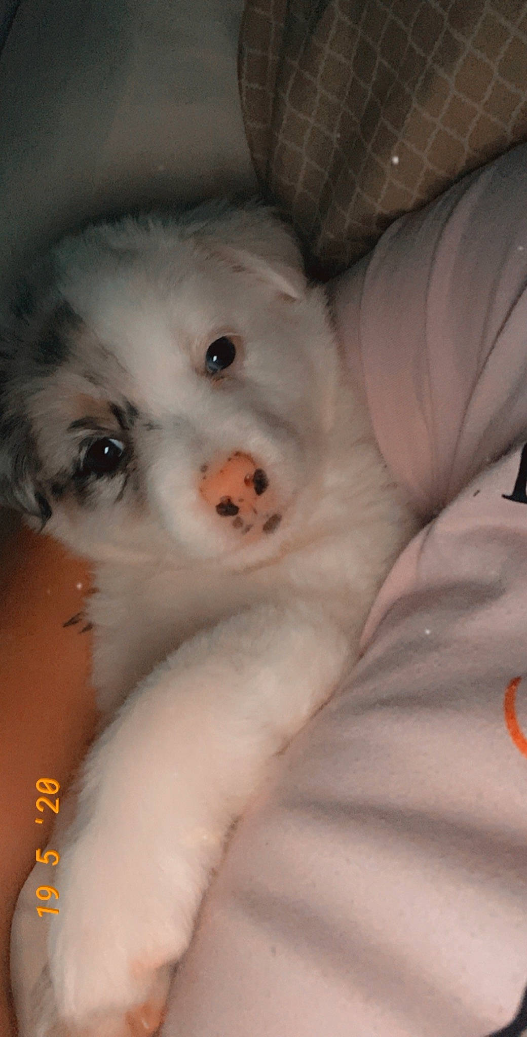 Gracie Lou is registered to the contest to win money with this photo: canidae, carnivore, companion_dog, dog, dog_breed, eye, fur, great_pyrenees, iris, japanese_spitz, mouth, nose, puppy, puppy_love, rare_breed_dog, skin, snout