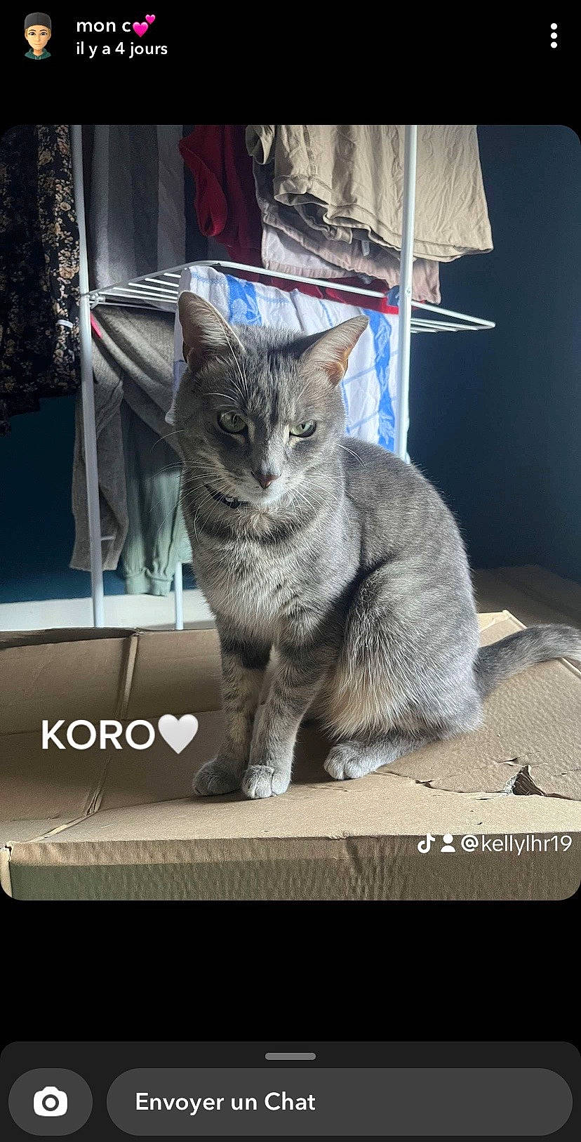 Koro participe au concours pour gagner de l'argent avec cette photo : carnivore, cat, claw, comfort, domestic_short_haired_cat, felidae, font, fur, grey, paw, photo_caption, rectangle, sitting, small_to_medium_sized_cats, tail, whiskers, window
