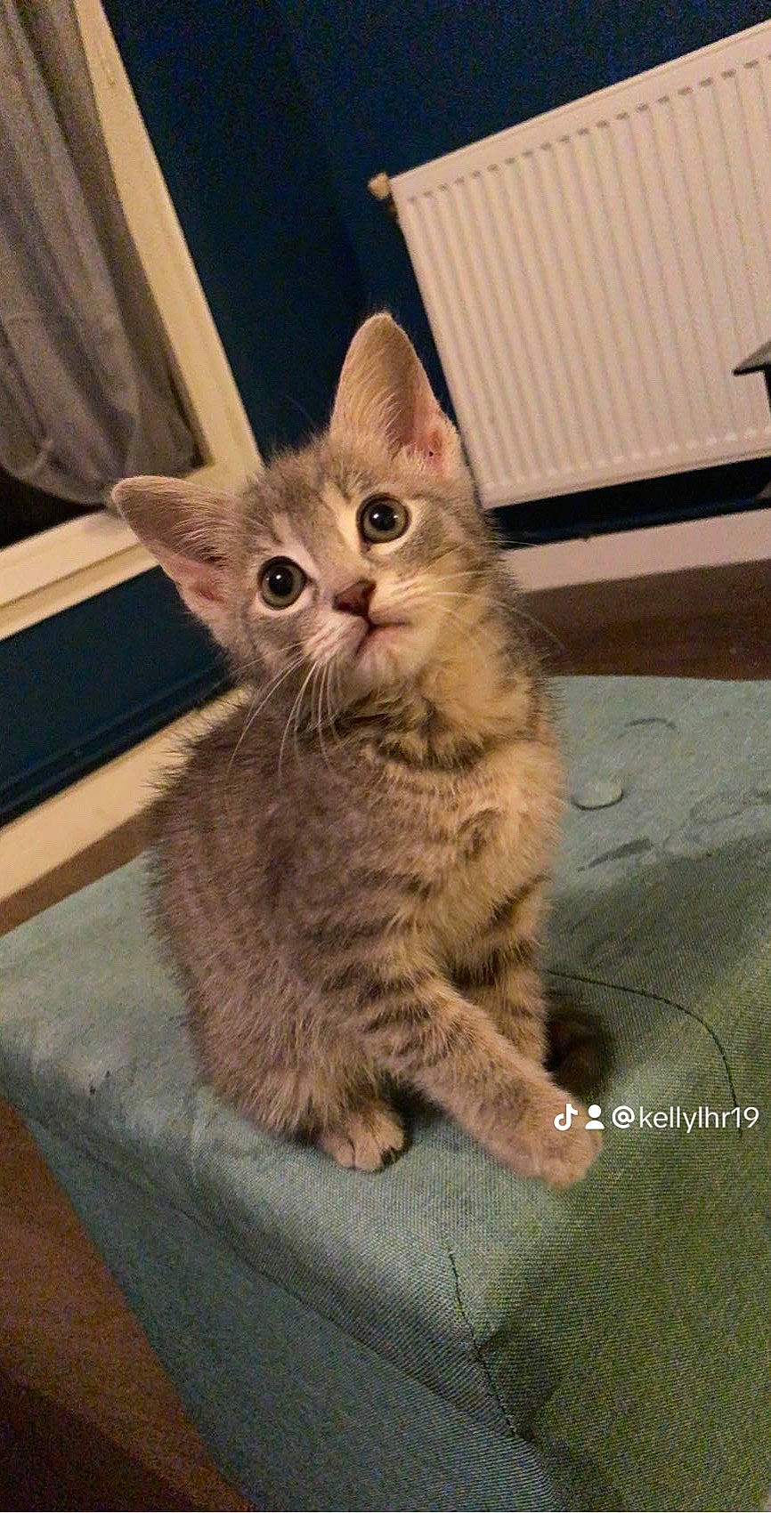 Koro participe au concours pour gagner de l'argent avec cette photo : carnivore, cat, claw, comfort, domestic_short_haired_cat, eye, fawn, felidae, flooring, fur, paw, sitting, small_to_medium_sized_cats, snout, tail, terrestrial_animal, whiskers