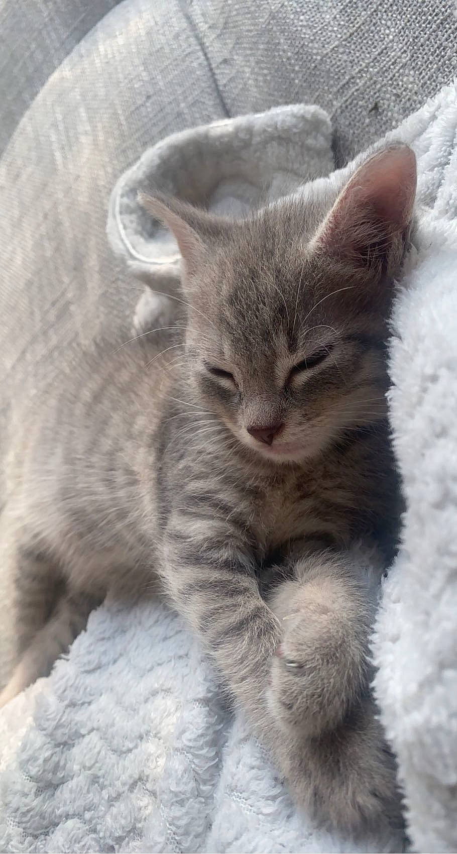 Koro participe au concours pour gagner de l'argent avec cette photo : carnivore, cat, claw, domestic_short_haired_cat, felidae, fur, paw, small_to_medium_sized_cats, snout, tail, terrestrial_animal, whiskers, wildlife