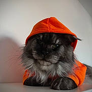 Paul joined the competition — help win amazing prizes! cat, black_cat, fluffy, longhaired, orange_hood, hooded_outfit, pet, animal, portrait, close_up, whiskers, green_eyes, paws, sitting, indoor, dramatic_lighting, neutral_background, cute, serious_expression, fashionable_pet