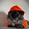 cat, black_cat, fluffy, longhaired, orange_hood, hooded_outfit, pet, animal, portrait, close_up, whiskers, green_eyes, paws, sitting, indoor, dramatic_lighting, neutral_background, cute, serious_expression, fashionable_pet