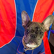 Dash joined the competition — help win amazing prizes! alligator, animal, blue, blue_shirt, chair, close_up, cute, dog, ears, face, french_bulldog, gold_chain, indoor, logo, looking, orange, pet, portrait, puppy, sitting