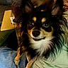 Diego is registered to the contest to win money with this photo: animal, black_and_tan, blanket, close_up, couch, cute, dog, floppy_ears, fluffy, indoor, lap, large_eyes, long_hair, pet, portrait, puppy, sitting, small_dog, smiling, white_chest