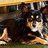 Diego joined the competition — help win amazing prizes! black_and_tan, brown_eyes, chair, cushion, desk, dog, ears, fluffy, fur, furniture, home, indoor, long_hair, looking_at_camera, lying_down, pet, portrait, resting, small_dog, white_chest