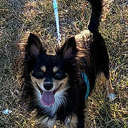 Diego is registered to the contest to win money with this photo: animal, black_and_tan, daylight, dog, field, fluffy, grass, happy, harness, leash, long_hair, outdoors, pet, pointed_ears, portrait, puppy, standing, tail_up, tongue_out, white_markings