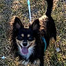 animal, black_and_tan, daylight, dog, field, fluffy, grass, happy, harness, leash, long_hair, outdoors, pet, pointed_ears, portrait, puppy, standing, tail_up, tongue_out, white_markings
