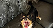 Diego is registered to the contest to win money with this photo: black_and_tan, blanket, couch, dog, funny_expression, furniture, home, indoor, leather, long_hair, open_mouth, pet, pillows, portrait, sitting, small_dog, teeth, tongue, tri_color, yawning