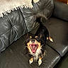 black_and_tan, blanket, couch, dog, funny_expression, furniture, home, indoor, leather, long_hair, open_mouth, pet, pillows, portrait, sitting, small_dog, teeth, tongue, tri_color, yawning