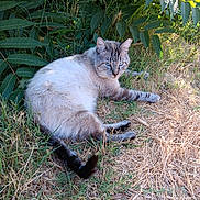 Tab Hunter joined the competition — help win amazing prizes! cat, animal, outdoor, grass, leafy_plants, resting, blue_eyes, fur, nature, shade, curious, pet, mammal, whiskers, tail, ground, sunlight, relaxing, wildlife, closeup