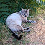 cat, animal, outdoor, grass, leafy_plants, resting, blue_eyes, fur, nature, shade, curious, pet, mammal, whiskers, tail, ground, sunlight, relaxing, wildlife, closeup
