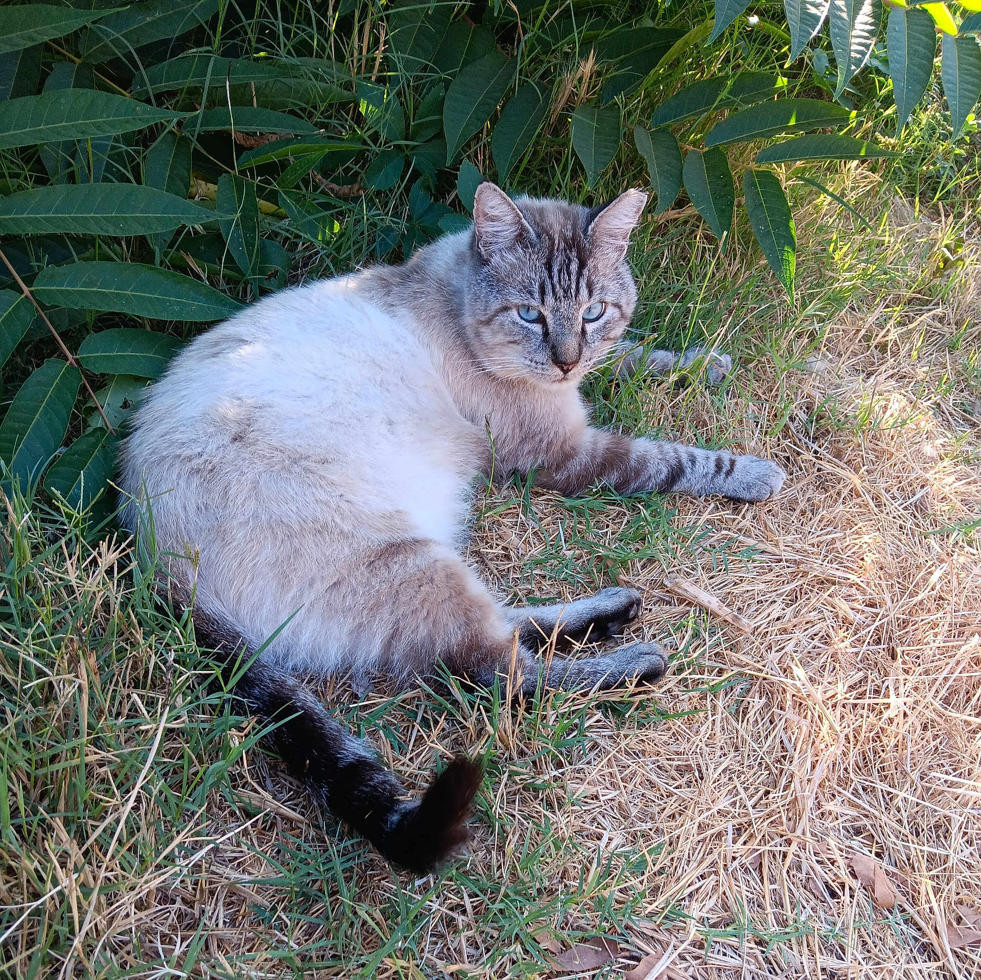 Tab Hunter joined the competition — help win amazing prizes! cat, animal, outdoor, grass, leafy_plants, resting, blue_eyes, fur, nature, shade, curious, pet, mammal, whiskers, tail, ground, sunlight, relaxing, wildlife, closeup