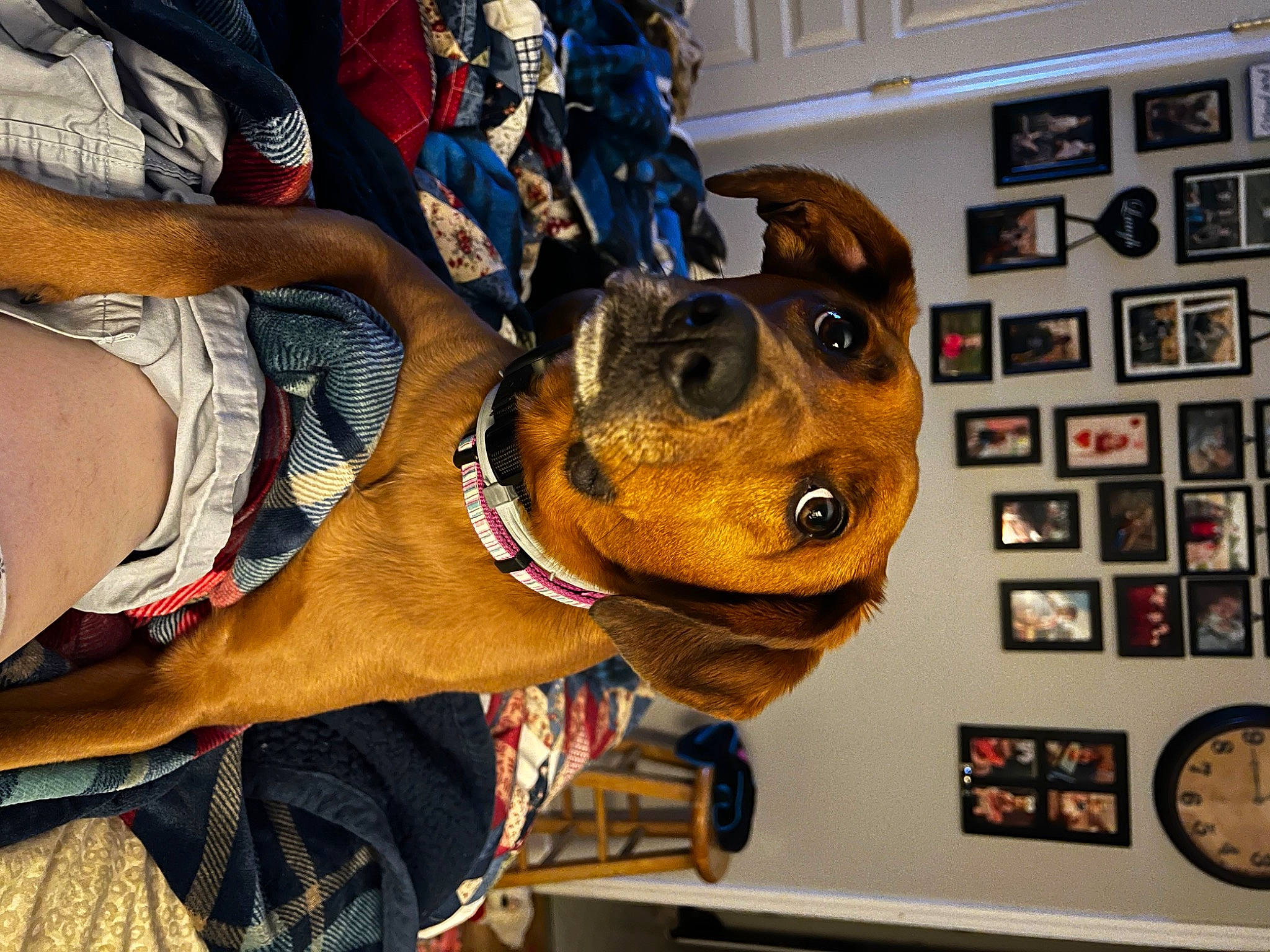 Lucie Loo is registered to the contest to win money with this photo: art, canidae, carnivore, collar, companion_dog, dog, dog_breed, dog_clothes, dog_collar, eyewear, fur, guard_dog, kitchen_appliance, leash, personal_protective_equipment, picture_frame, snout, sporting_group, visual_arts, working_animal