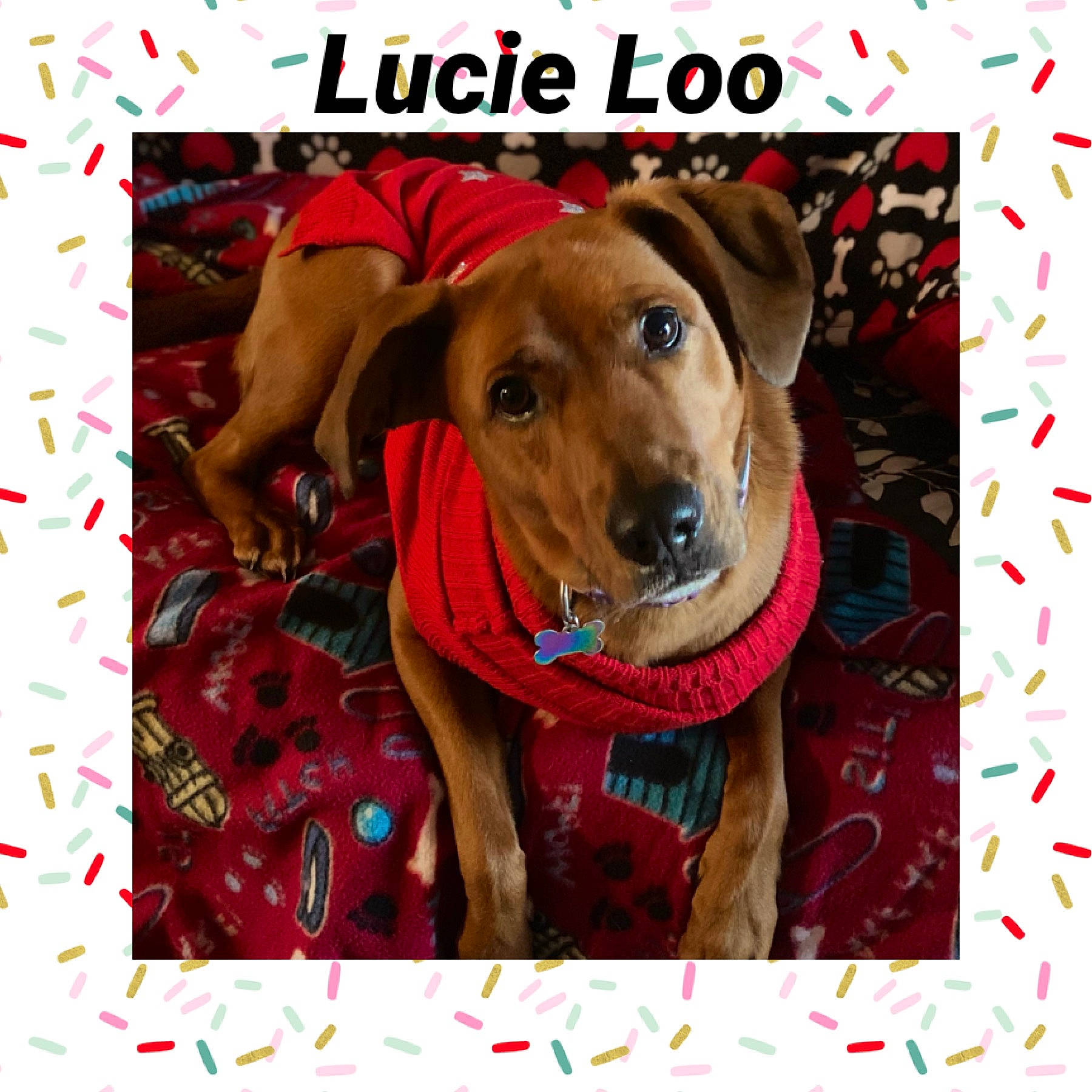 Lucie Loo joined the competition — help win amazing prizes! canidae, carnivore, circle, collar, companion_dog, dog, dog_breed, dog_collar, dog_supply, fawn, hat, linens, liver, pattern, pet_supply, photo_caption, rectangle, snout, sporting_group, working_animal