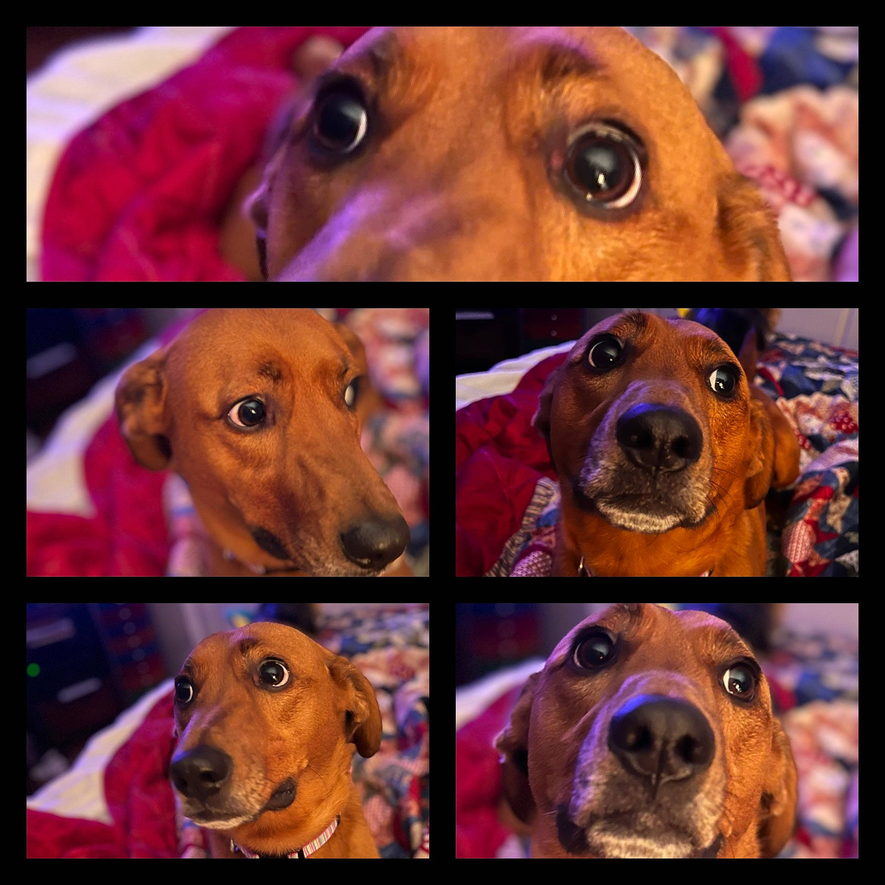 Lucie Loo joined the competition — help win amazing prizes! automotive_lighting, automotive_mirror, beauty, carnivore, companion_dog, dog, dog_breed, fawn, head, liver, metal, nose, pet_supply, photograph, selfie, snapshot, snout, sporting_group, vertebrate, working_animal