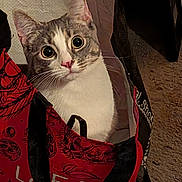 Minnie Mouse joined the competition — help win amazing prizes! cat, animal, pet, indoor, bag, shopping_bag, curious, wide_eyes, feline, whiskers, fur, close_up, red, black, patterned, cozy, floor, cute, portrait, domestic_animal