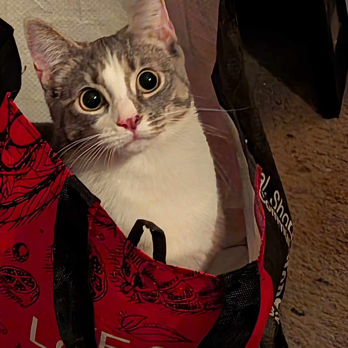 Minnie Mouse joined the competition — help win amazing prizes! animal, bag, black, cat, close_up, cozy, curious, cute, domestic_animal, feline, floor, fur, indoor, patterned, pet, portrait, red, shopping_bag, whiskers, wide_eyes