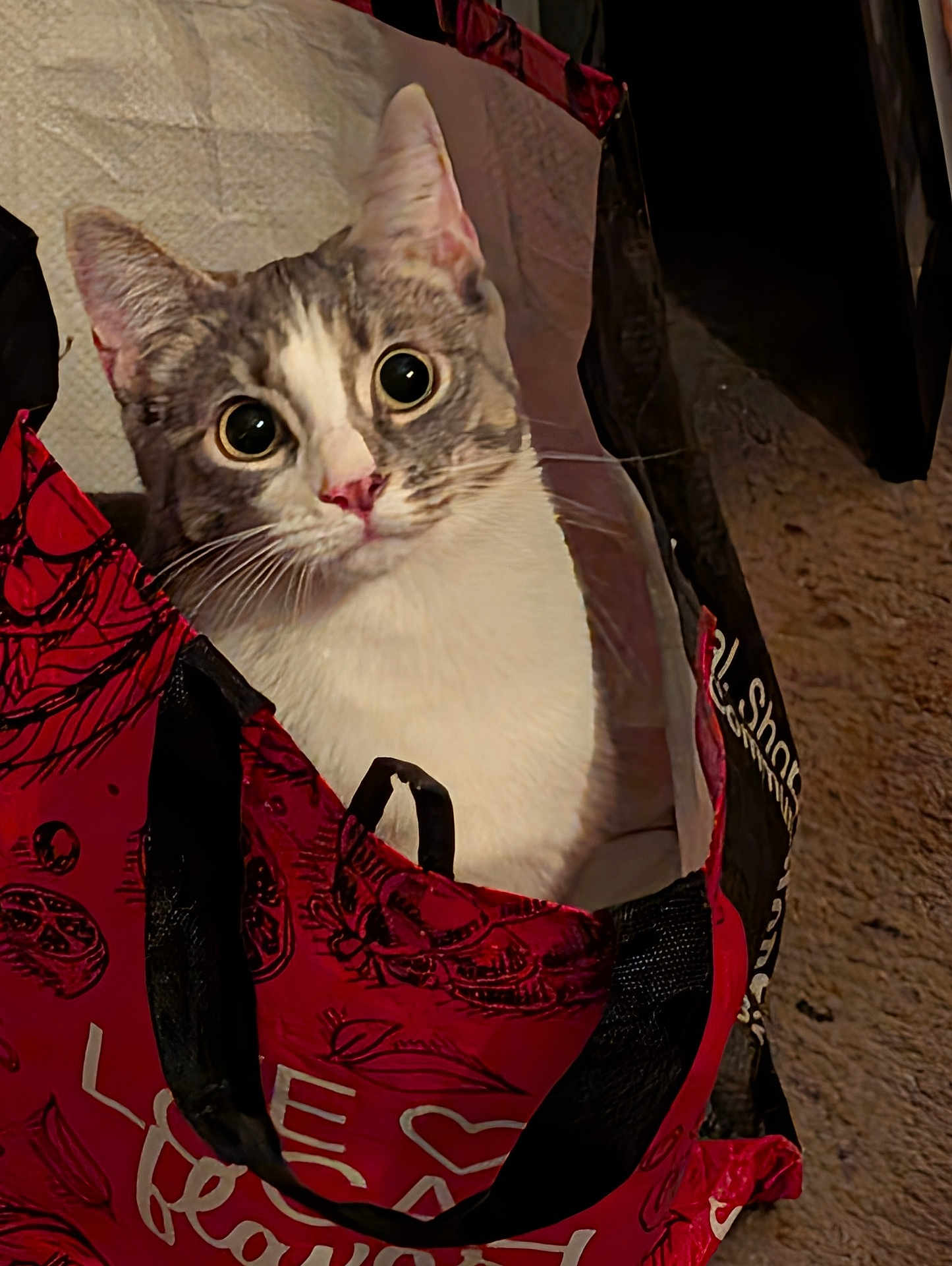 Minnie Mouse joined the competition — help win amazing prizes! cat, animal, pet, indoor, bag, shopping_bag, curious, wide_eyes, feline, whiskers, fur, close_up, red, black, patterned, cozy, floor, cute, portrait, domestic_animal