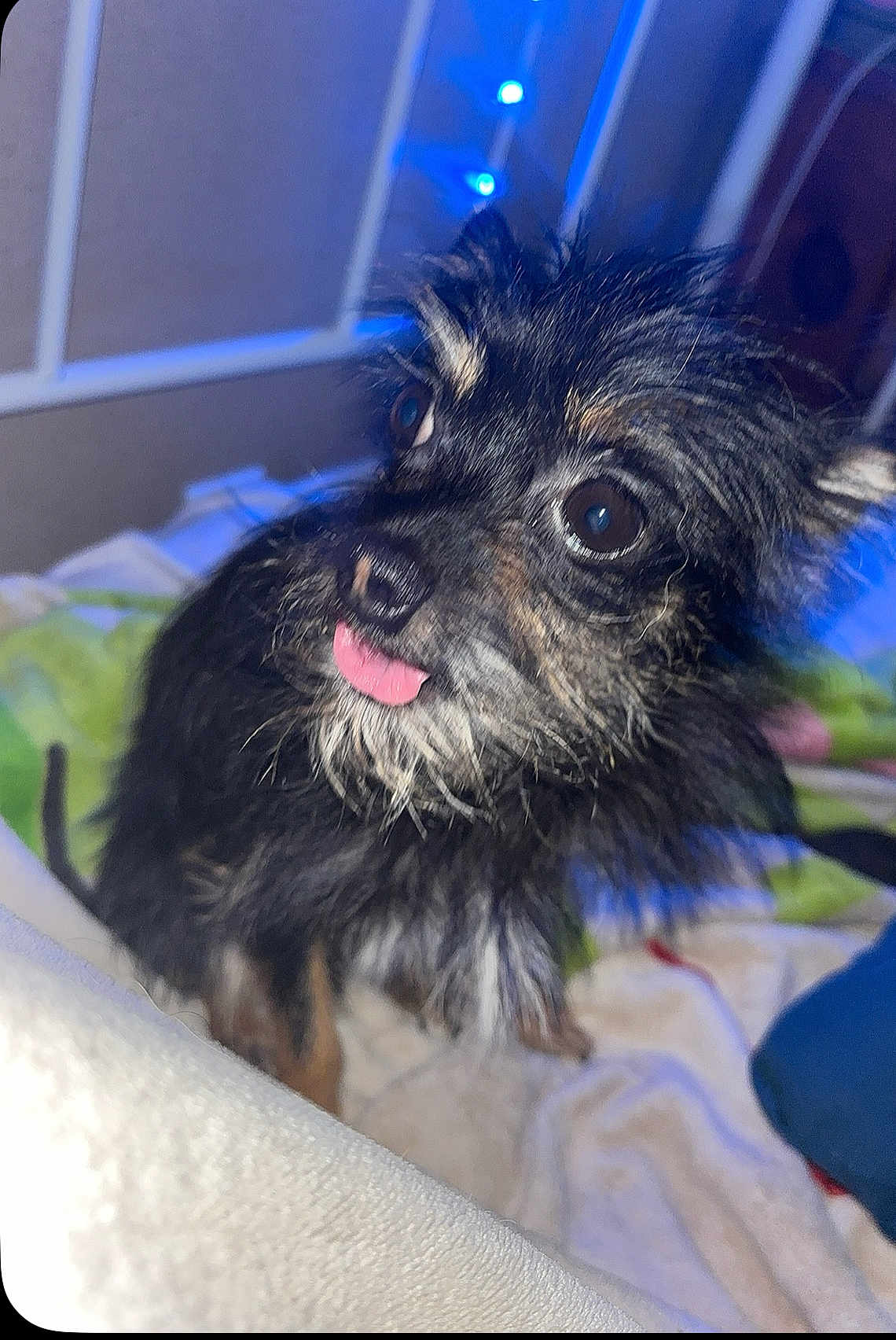 Cujo