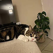 Emy a rejoint le concours — aidez-le/la à gagner de superbes lots ! cat, tabby, indoor, couch, plant, television, relaxed, animal, pet, feline, paw, floor, tile, houseplant, living_room, cute, resting, fur, whiskers, domestic