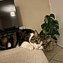 cat, tabby, indoor, couch, plant, television, relaxed, animal, pet, feline, paw, floor, tile, houseplant, living_room, cute, resting, fur, whiskers, domestic