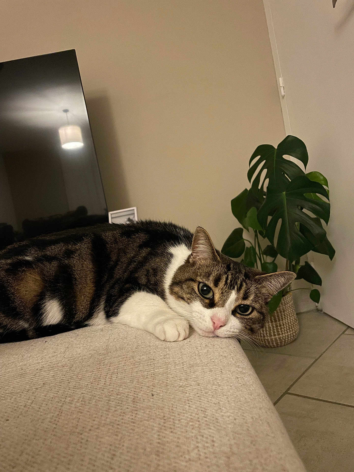Emy a rejoint le concours — aidez-le/la à gagner de superbes lots ! cat, tabby, indoor, couch, plant, television, relaxed, animal, pet, feline, paw, floor, tile, houseplant, living_room, cute, resting, fur, whiskers, domestic