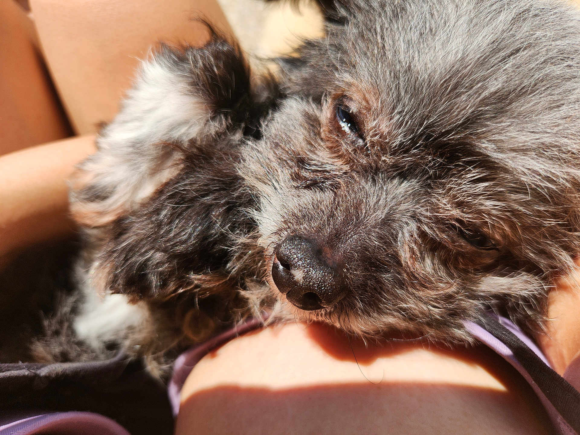 Bebe joined the competition — help win amazing prizes! dog, sleeping, close_up, fluffy, fur, pet, resting, lap, sunlight, relaxation, animal, companion, cozy, outdoor_light, snout, ears, whiskers, cute, domestic_animal, peaceful
