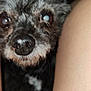 Bebe joined the competition — help win amazing prizes! dog, close_up, pet, black_fur, gray_fur, nose, eye, legs, skin, animal, domestic_animal, cute, furry, indoors, portrait, snout, small_dog, face, whiskers, companion