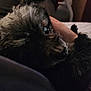 dog, pet, fur, close_up, indoor, cozy, animal, cute, companion, resting, soft_lighting, hand, relaxing, portrait, mammal, friendship, domestic_animal, furry, comfort, warmth