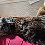 Bebe joined the competition — help win amazing prizes! dog, fluffy, lying_down, cushion, blanket, mattress, indoor, pet, fur, relaxed, scruffy, brown, black, white, cozy, animal, home, resting, soft, background