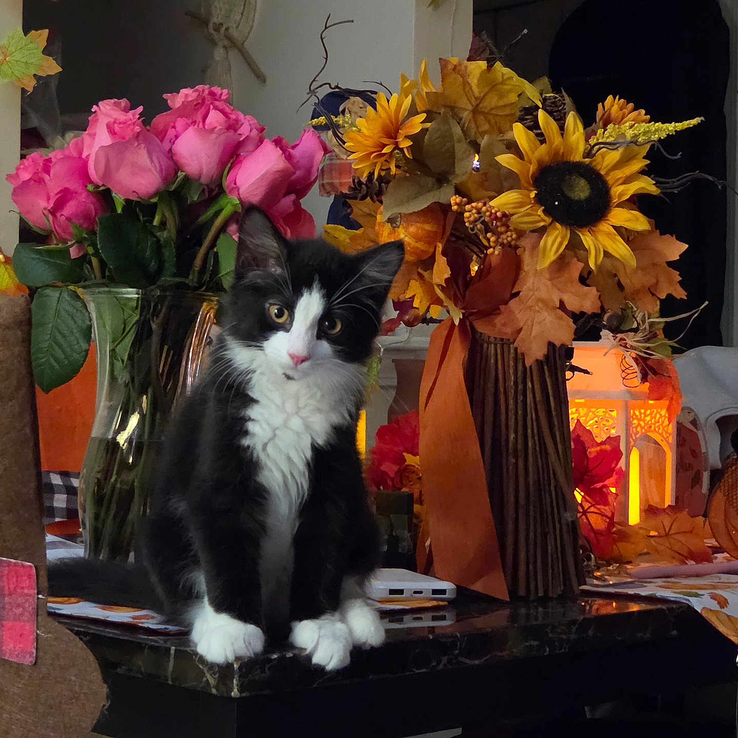 Rosco joined the competition — help win amazing prizes! cat, tuxedo_cat, black_and_white, pet, animal, sitting, portrait, flowers, roses, sunflowers, autumn_leaves, bouquet, lantern, indoor, home, table, decor, floral_arrangement, fur, whiskers