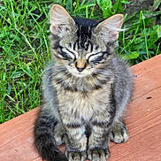 Demon joined the competition — help win amazing prizes! adorable, animal, cat, cute, ears, feline, fluffy, fur, grass, kitten, nature, outdoor, peaceful, pet, sitting, tabby, tail, whiskers, wood, young
