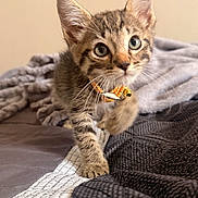 Titos is registered to the contest to win money with this photo: cat, kitten, tabby, pet, animal, feline, collar, bell, whiskers, ears, eyes, portrait, indoors, bed, blanket, bedding, cozy, brown, striped, cute