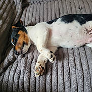 Djack participe au concours pour gagner de l'argent avec cette photo : dog, sleeping, tri_color, belly_up, pet, animal, blanket, bed, cozy, indoors, resting, paws, fur, black_and_white, brown, portrait, relaxed, cute, domestic_animal, photography