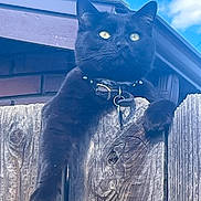 Myles Calderon is registered to the contest to win money with this photo: black_cat, cat, fence, wood, outdoor, sky, blue_sky, collar, pet, animal, relaxed, resting, paw, ears, whiskers, sunlight, daytime, nature, domestic_cat, closeup