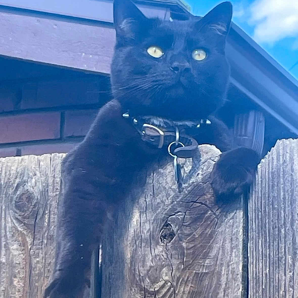 Myles Calderon is registered to the contest to win money with this photo: animal, black_cat, blue_sky, cat, closeup, collar, daytime, domestic_cat, ears, fence, nature, outdoor, paw, pet, relaxed, resting, sky, sunlight, whiskers, wood