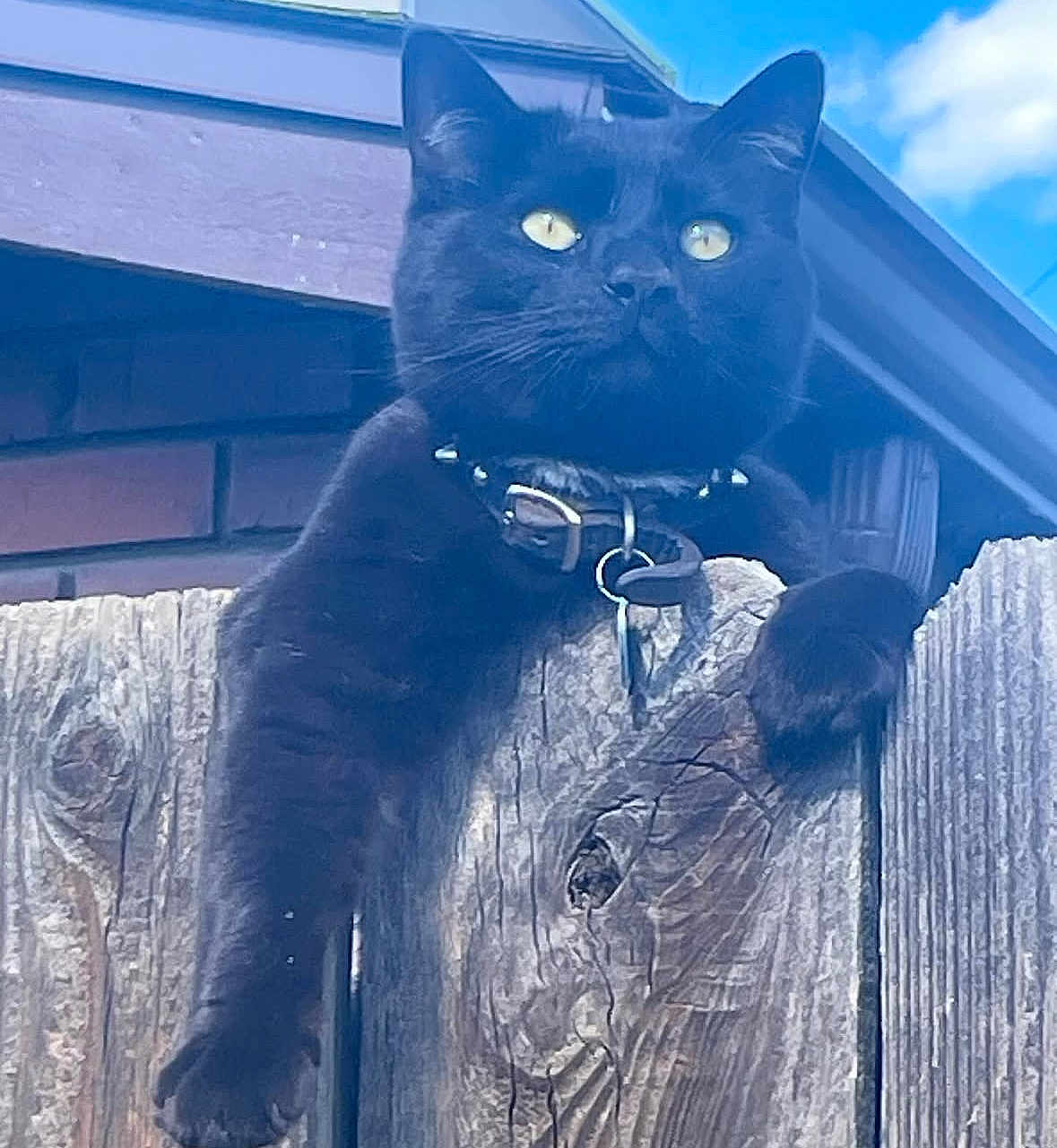 Myles Calderon is registered to the contest to win money with this photo: black_cat, cat, fence, wood, outdoor, sky, blue_sky, collar, pet, animal, relaxed, resting, paw, ears, whiskers, sunlight, daytime, nature, domestic_cat, closeup