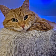 Pelon a rejoint le concours — aidez-le/la à gagner de superbes lots ! cat, ginger_cat, tabby, close_up, fluffy_cushion, indoor, resting, pet, animal, whiskers, ears, soft_texture, cozy, blue_light, fur, portrait, relaxed, domestic_cat, feline, cute